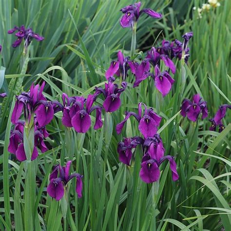 Iris Kaempferi - Japanische Iris